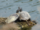 Red-eared slider