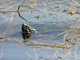Western Painted Turtle