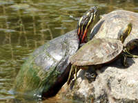 Midland painted turtle