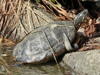 Midland painted turtle