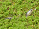Chinese stripe-necked turtle