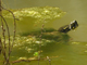 River cooter