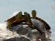Red-eared slider