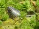 Chinese stripe-necked turtle