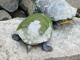 River cooter