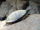 Red-eared slider