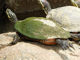River cooter