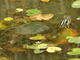 Peninsula cooter