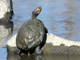 Red-eared slider