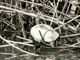 Red-eared slider