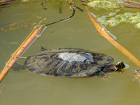 Red-eared slider