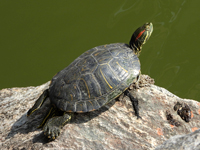 Red-eared slider
