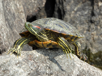 Red-eared slider