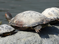 Red-eared slider