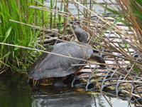Red-eared slider