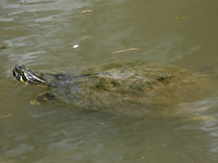 River cooter