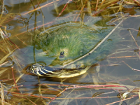 River cooter