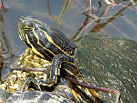 River cooter