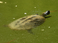 River cooter