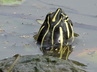 River cooter
