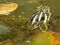 River cooter