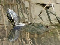 River cooter