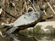 Red-eared slider