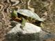 Red-eared slider