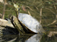 Red-eared slider