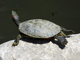 Red-eared slider