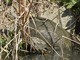 Chinese stripe-necked turtle