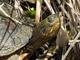 Chinese stripe-necked turtle