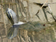 Chinese stripe-necked turtle