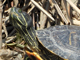 Red-eared slider