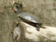 Red-eared slider