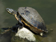 Peninsula cooter
