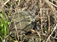 Chinese stripe-necked turtle