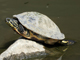 Peninsula cooter