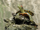 Red-eared slider
