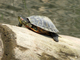 Red-eared slider