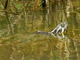 River cooter