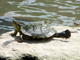 Red-eared slider