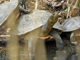 Chinese stripe-necked turtle