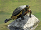 Peninsula cooter