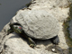 Red-eared slider