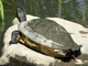 Peninsula cooter