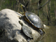 Red-eared slider