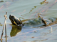 River cooter