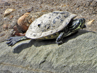 Yellow-bellied slider