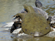 Amur softshell turtle
